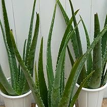 あーちゃん　アロエベラ3個 あーちゃん アロエベラ3個 あーちゃん アロエベラ3個 楽天市場